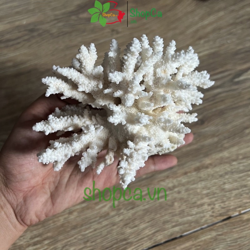 San Hô Bông Trang Trí Hồ Cá - Giúp Tăng Ph Nước Giếng