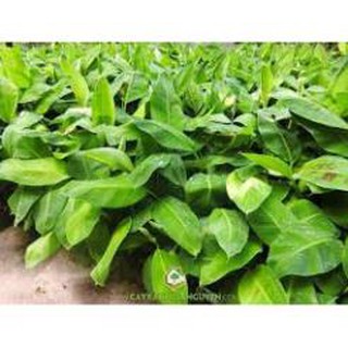 CÂY GIỐNG CHUỐI GIÀ LÙN NAM MỸ SIÊU QUẢ SIÊU KINH TẾ