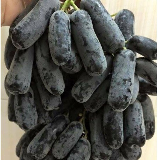 Hạt Giống Nho Ngón Tay(tặng kèm phân)