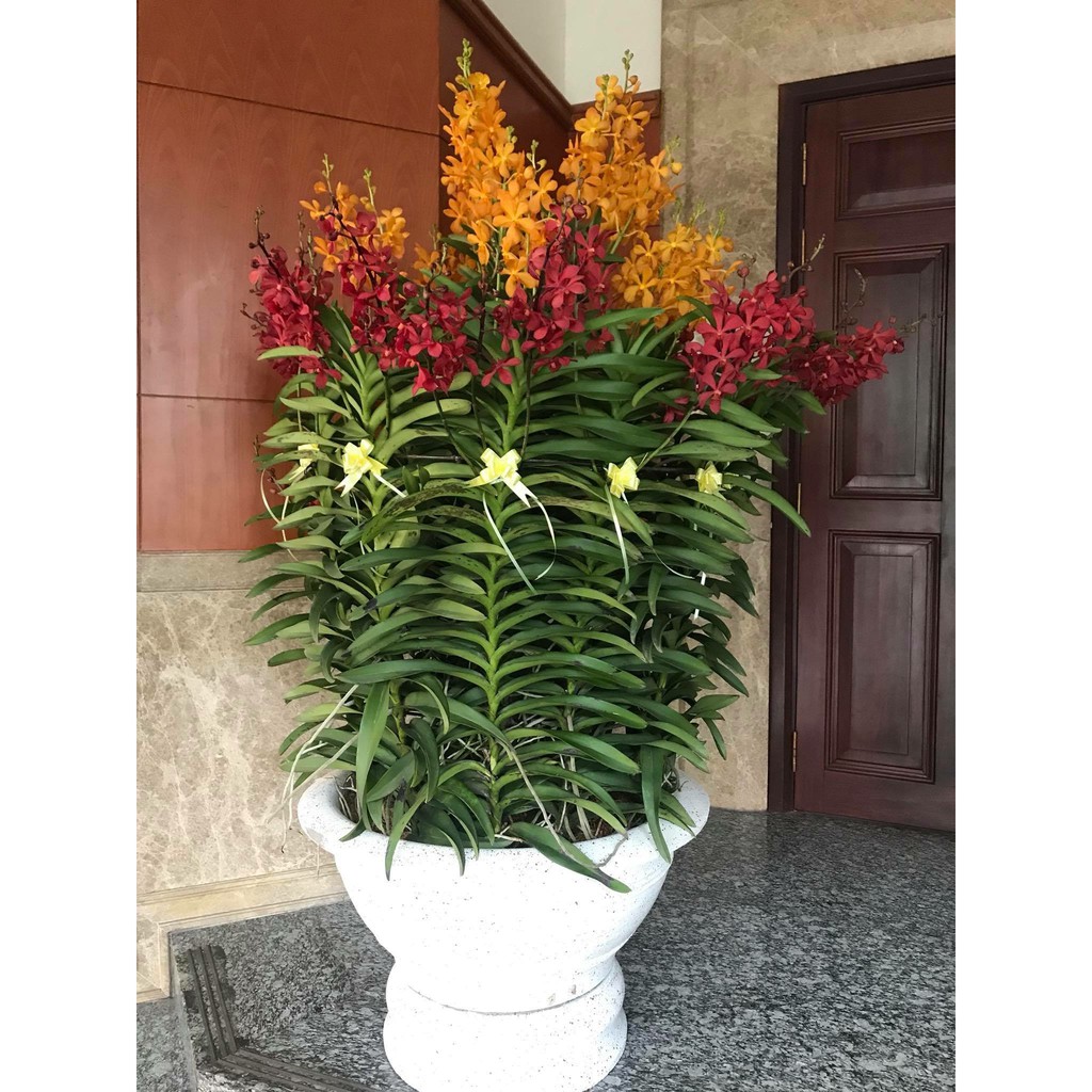 Lan Mokara Rất Siêng Hoa Nhiều Màu