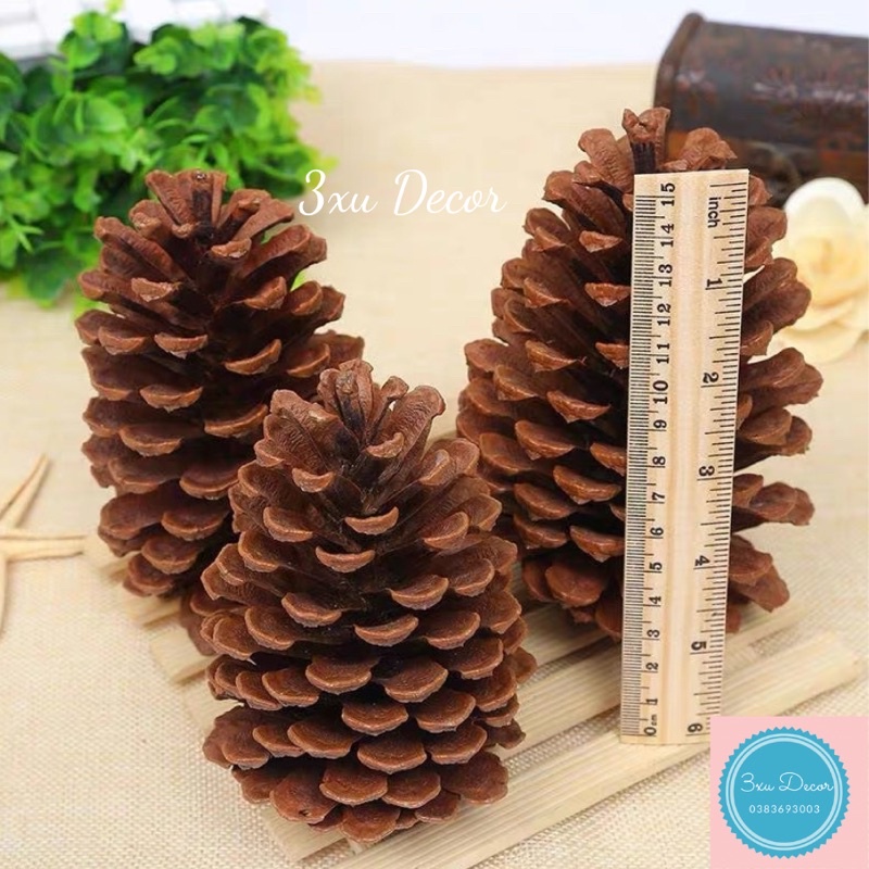 Quả thông khô, trái thông trang trí, quả thông decor chụp ảnh size đại hàng đẹp tuyển chọn