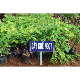 Cây giống khế ngọt