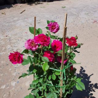 Hoa hồng ngoại Ramukan( tặng kèm phân bón)