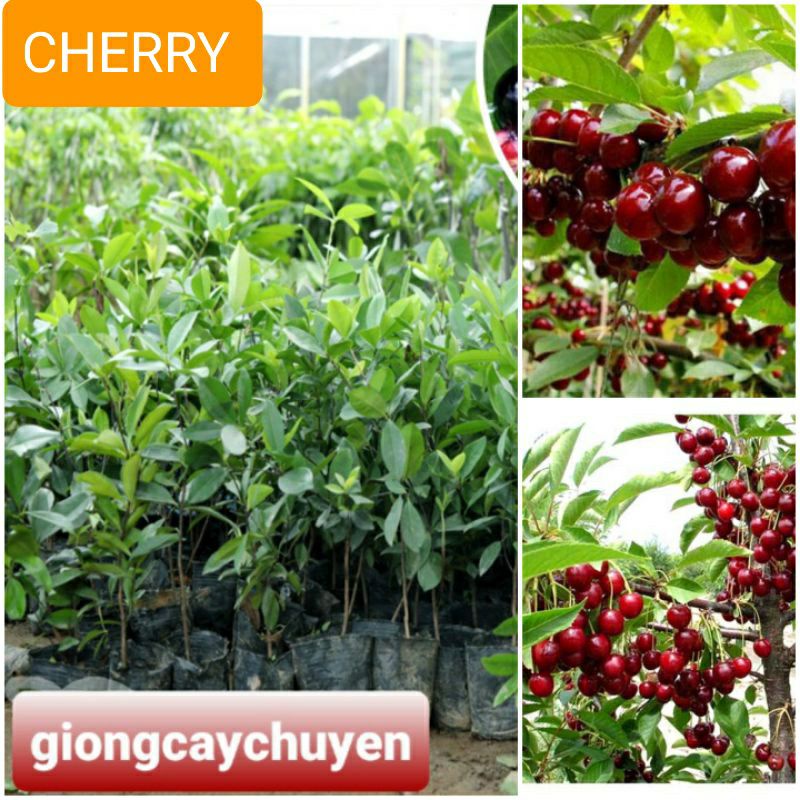 [Mã 155LIFESALE giảm 8% đơn 99K] GIỐNG CÂY CHERRY BRAZIL