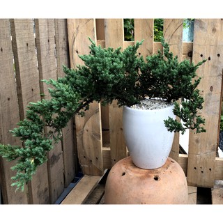 Chậu sứ cây Ngoạ Tùng