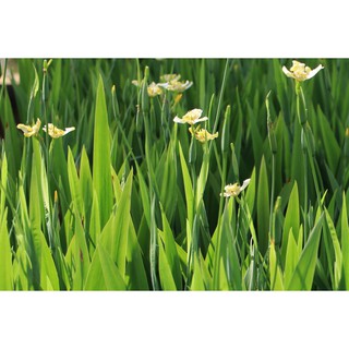 Cây Lan Rẻ Quạt hay (Lan Lúa)