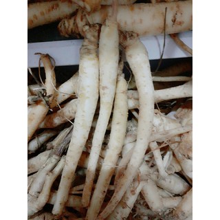 cây giống hồng đẳng sâm combo 20 cây