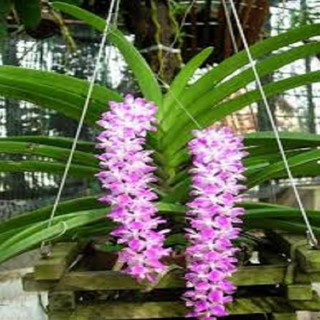 Hoa lan giáng hương đuôi cáo( cây to 45cm)+ 700g phân thỏ hữu cơ