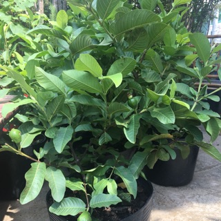 Ổi lê nữ hoàng