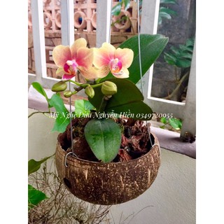 Chậu gáo dừa trồng lan loại trơn