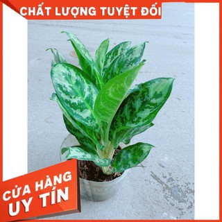 Cây Ngân Hậu