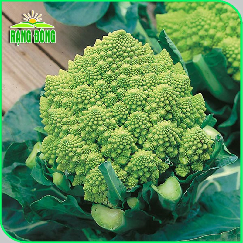 Hạt giống Súp Lơ San Hô (bông cải san hô) sinh trưởng khỏe, trồng quanh năm (gói 1 gr) - Hạt giống Rạng Đông