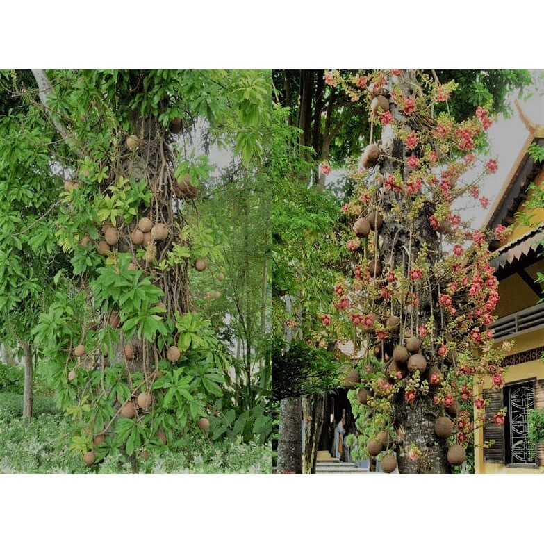 CÂY SALA  CÂY GIỐNG