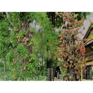 CÂY SALA ( CÂY NGỌC KỲ LÂN , CÂY ĐẦU LÂN ) GIỐNG
