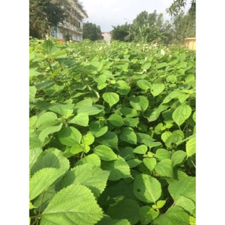 Củ Gai Khô An Thai 100g