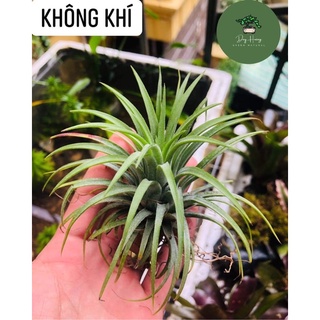 Cây Không Khí