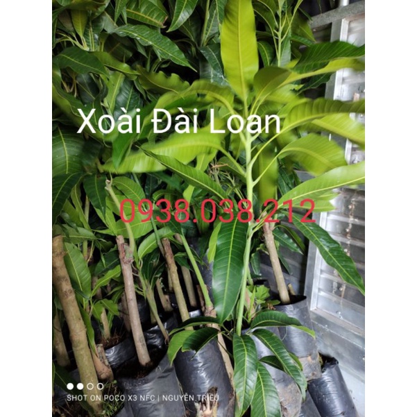 CÂY XOÀI ĐÀI LOAN