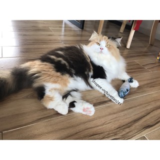 Cá bông nhồi catnip
