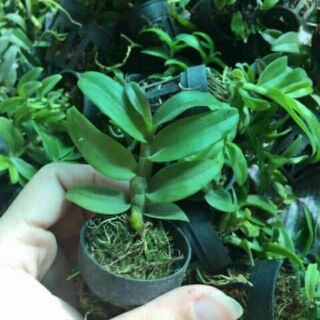 Phi điệp 5ct phú thọ gieo hạt