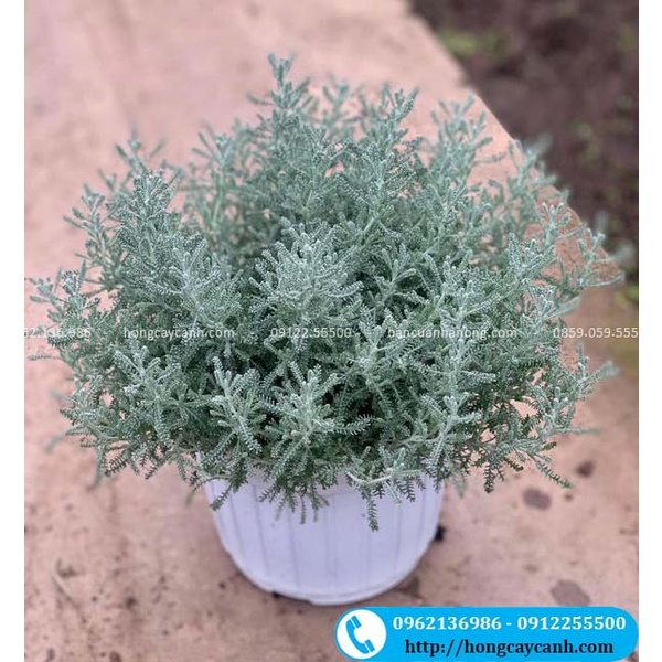 Cây Lavender Cotton II Cây Cảnh Đẹp