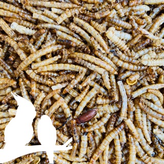 SÂU SUPERWORM SẤY KHÔ DINH DƯỠNG CHO HAMSTER, CHIM CẢNH & GÀ CẢNH...