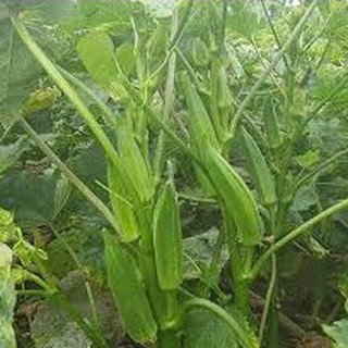 20gram HẠT GIỐNG ĐẬU BẮP