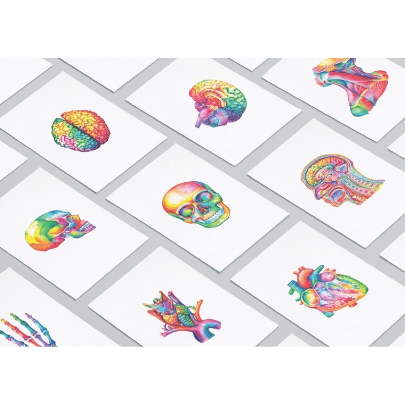 Sticker FA// Sticker flashcard anatomy