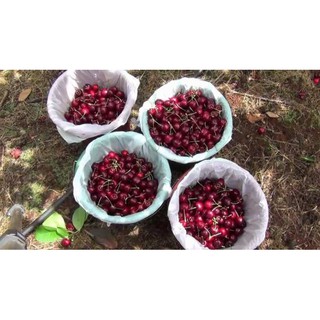 [GIÁ GỐC] Hạt giống Quả Cherry (Anh Đào) - 5 hạt