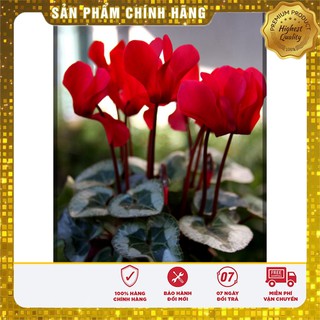 Hạt Giống Hoa Anh Thảo Mix - 5 hạt