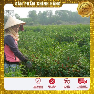 Hạt Giống Ớt Chỉ Thiên(30 hạt)