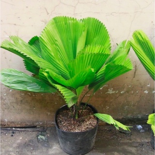 Cây Kè Nhật