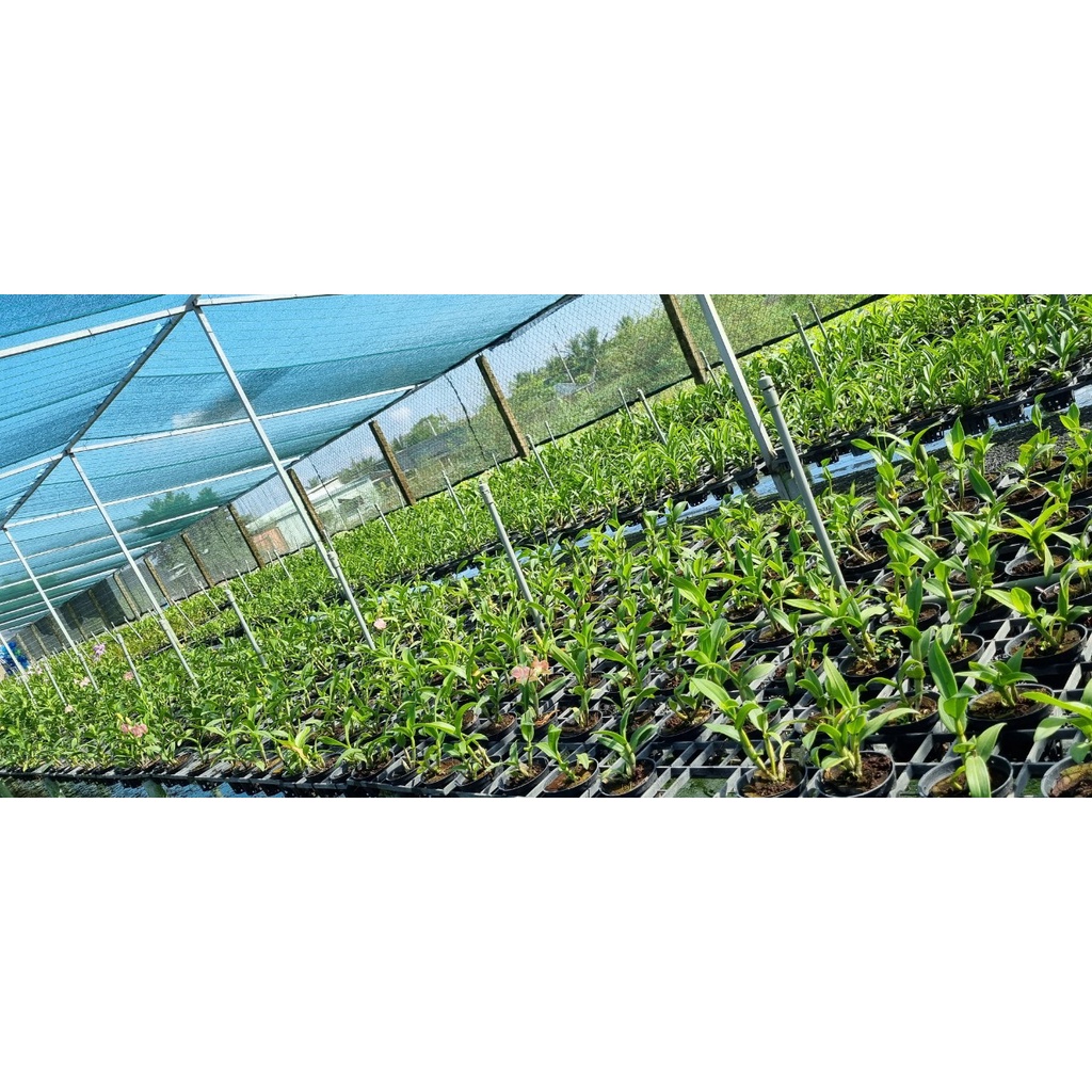 HOA LAN DENRO MÔI SON