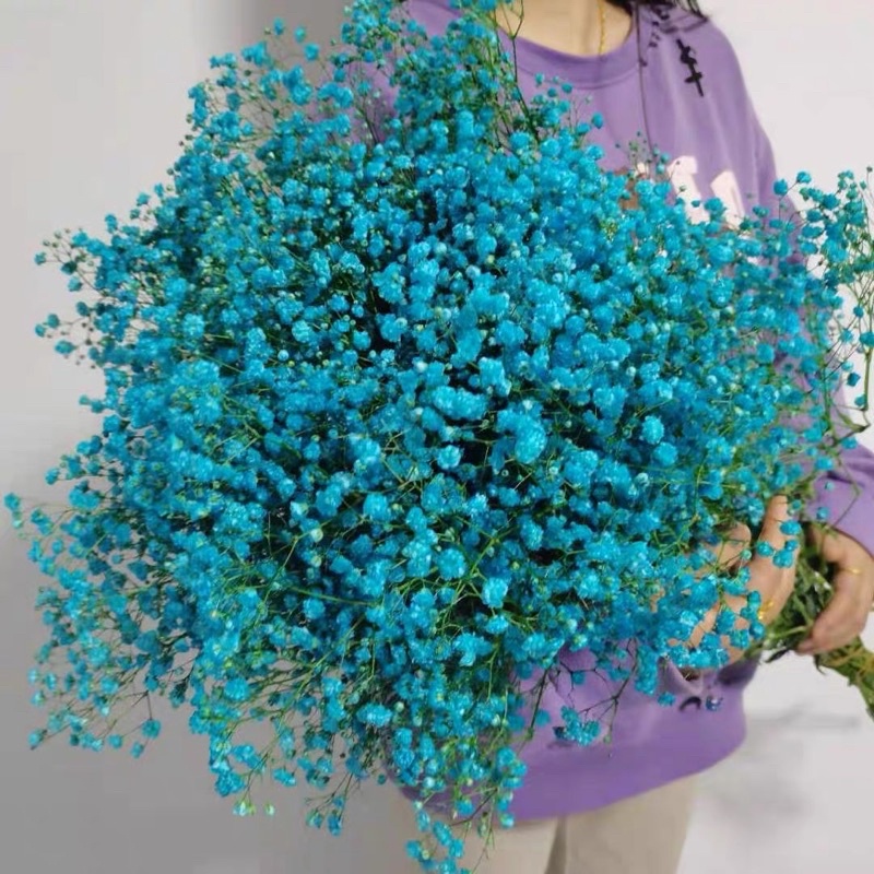 Hoa baby khô ướp màu, Hoa khô Gypsophila trang trí phòng ngủ, làm đồ hanmade, chụp hình cưới siêu xinh