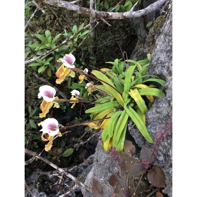 Lan hài cooci 1 cây