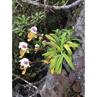 Lan hài cooci 1 cây