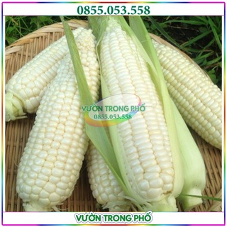 500g Hạt giống ngô nếp F1, bắp nếp dẻo, thơm, ngọt, bắp to, đều, năng suất cao, chất lượng tốt