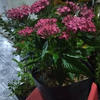 Diễm Châu ... hồng đậm