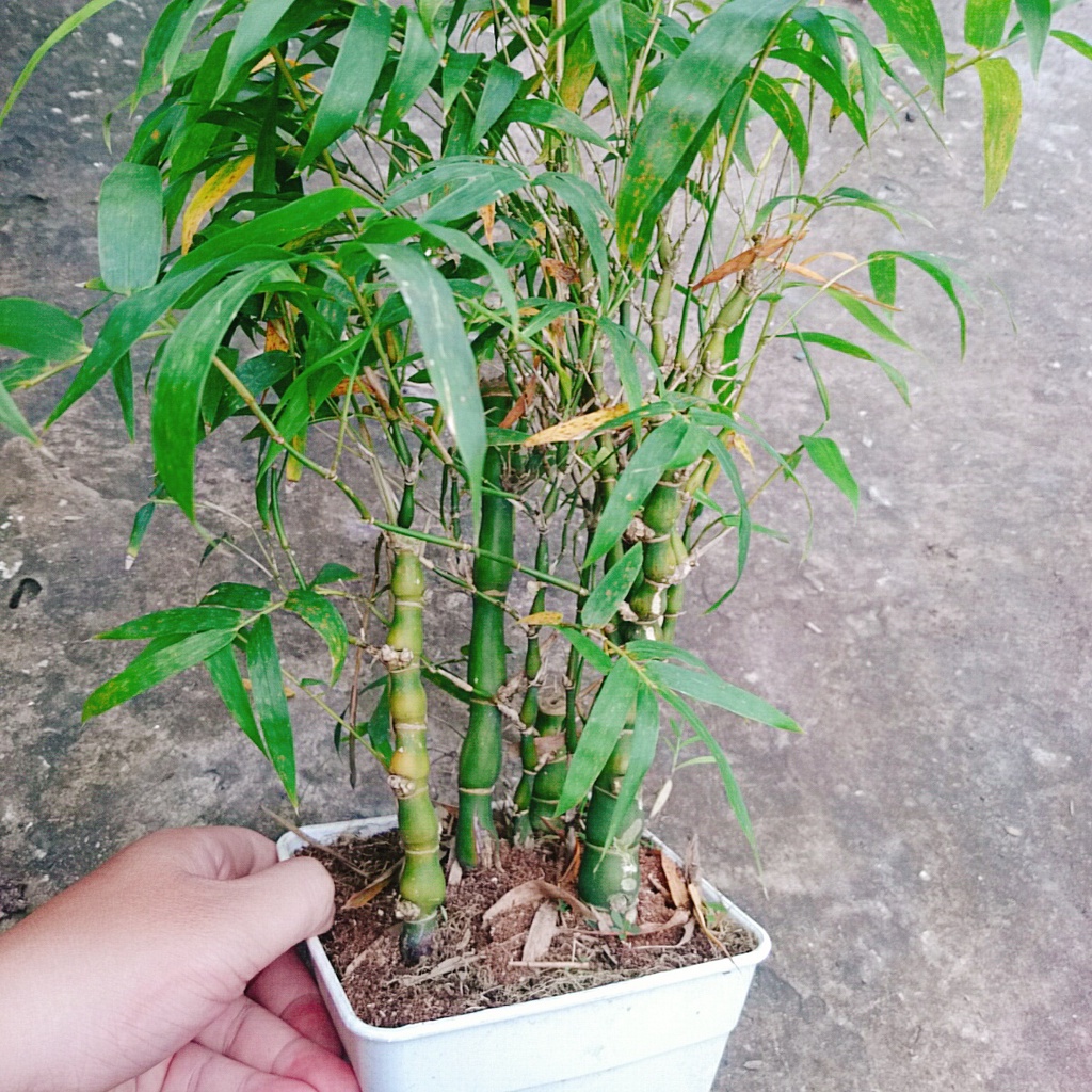 Cây trúc đùi gà