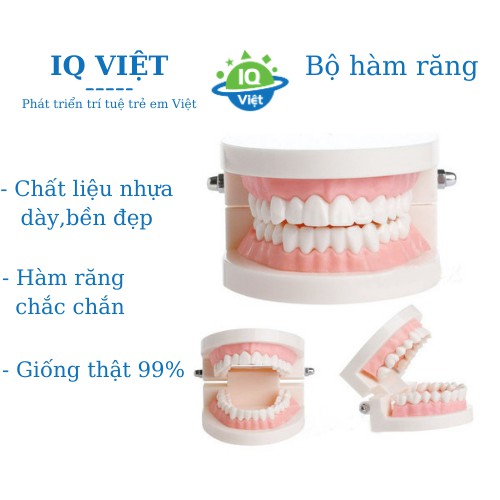 Giáo Cụ Montessori IQ VIỆT - Bộ Hàm Răng (PR12) - Hàng Đẹp Bản Chuẩn