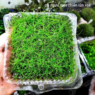 Cỏ Ngưu Mao Chiên Lùn Xoè - Cây thuỷ sinh trải nền