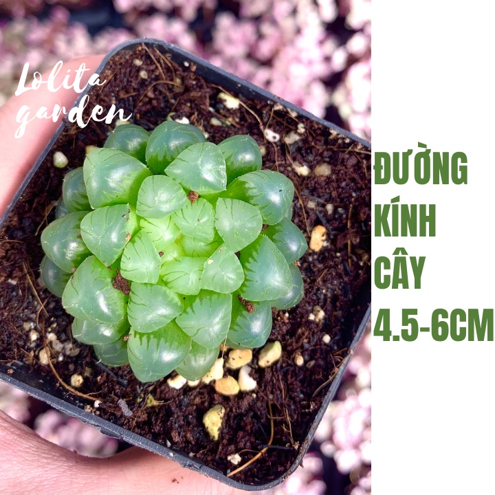 SEN ĐÁ KIM CƯƠNG HAWORTHIA COOPERI SIZE BÉ, HÀNG ĐÀ LẠT, SIÊU XINH SIÊU KHỎE, LỖI 1 ĐỔI 1