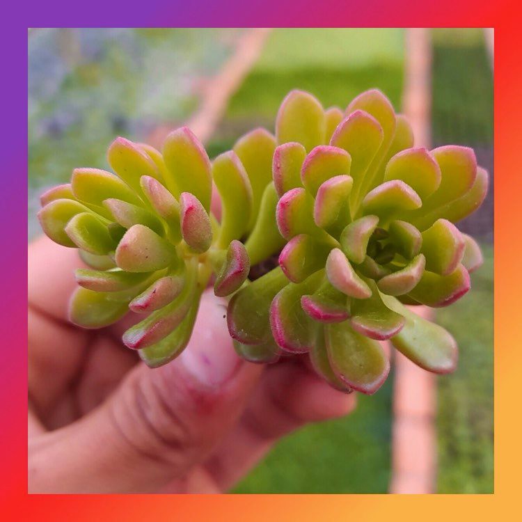 Sen đá sedum cam SONDA GARDEN size mini 2.5-4cm, xuất xứ Đà Lạt, khoẻ đẹp, lỗi 1 đổi 1