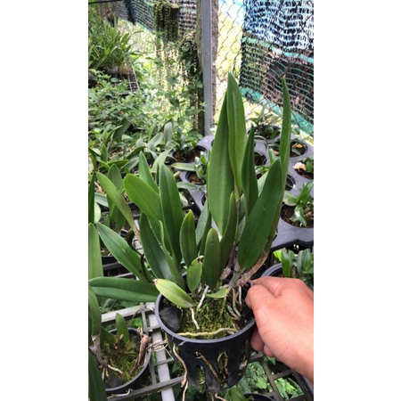 Lan Brass Báo đốm trưởng thành sắp hoa