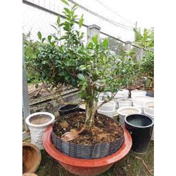 Cây chè xanh uống nước ảnh thật nặng 30kg_ CÂY RẤT NẶNG NÊN KHÁCH INBOX EM TRƯỚC KHI ĐẶT HÀNG NHÉ Ạ