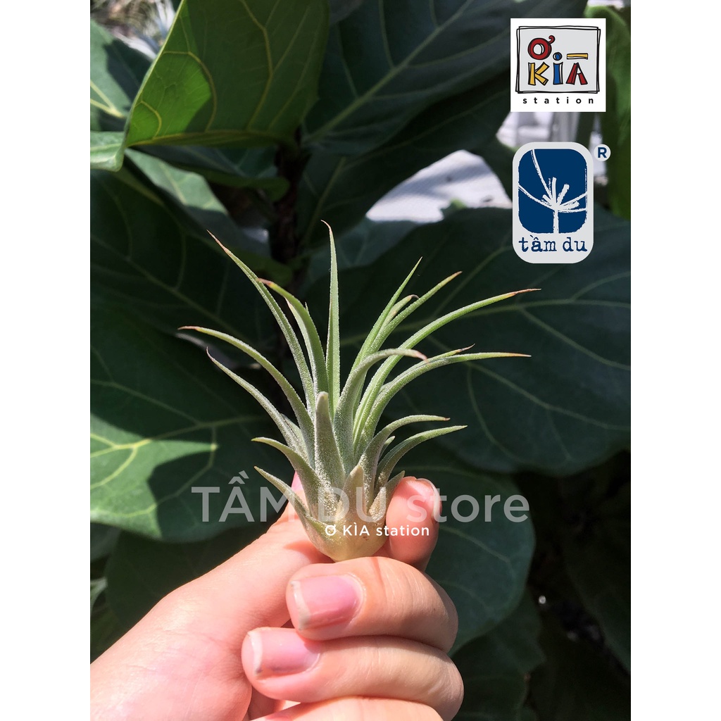 Cây không khí Ionantha mini siêu rẻ