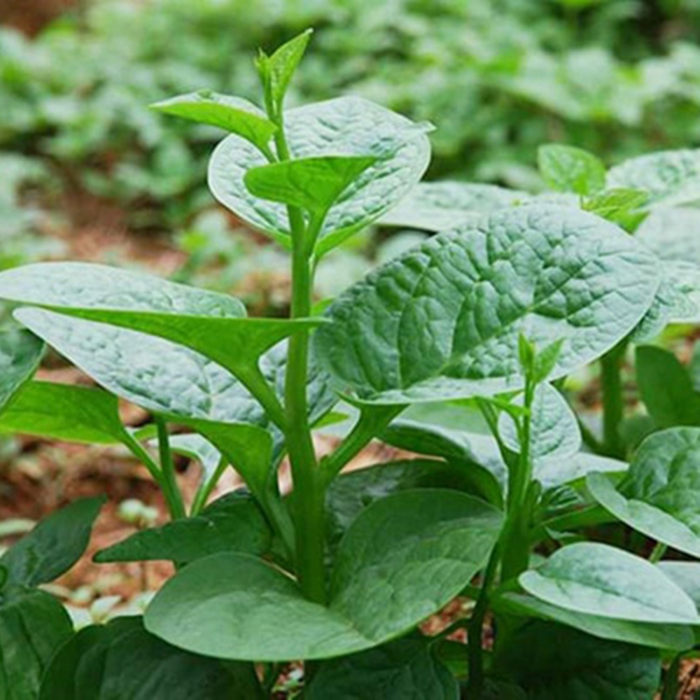 Hạt Giống Mồng Tơi Cao Sản Phú Nông - 10g