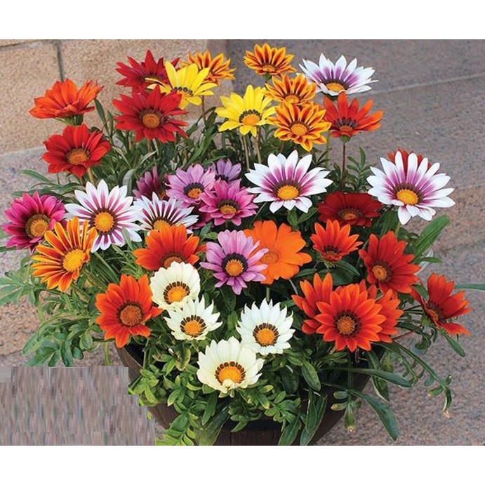 Hạt Giống Hoa Cúc Huân Chương Mix Nhiều Màu  -