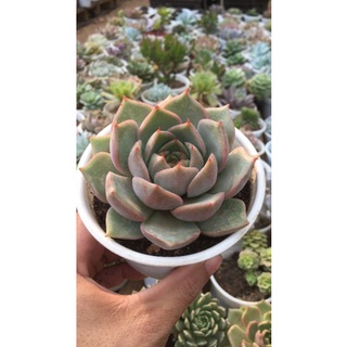 Sen đá Đế vương Đà Lạt size trung