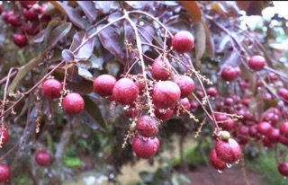Nhãn đỏ giống mới