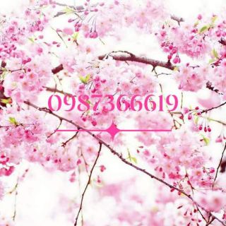 Hoa anh đào cây cao 25cm